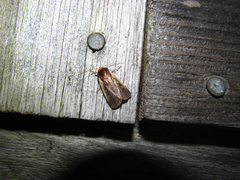 Ochropleura implecta