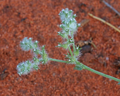 Cryptantha fendleri