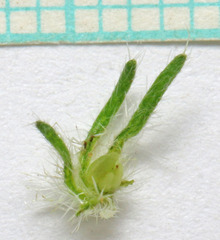 Cryptantha fendleri
