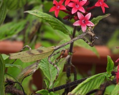 Pseudovates chlorophaea