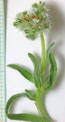 Cryptantha fendleri