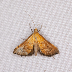 Myriostephes matura
