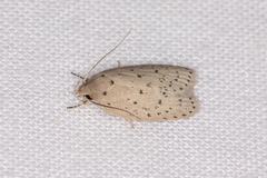 Brachynemata restricta