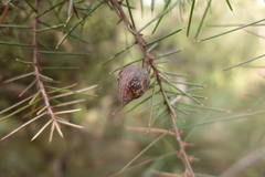 Hakea decurrens physocarpa