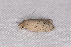Brachynemata restricta
