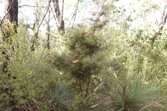 Hakea decurrens physocarpa