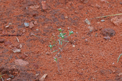 Eremocarya micrantha