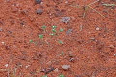 Eremocarya micrantha