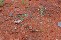 Eremocarya micrantha