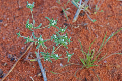 Eremocarya micrantha
