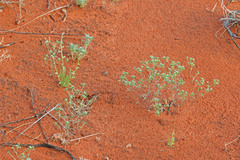 Eremocarya micrantha