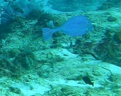 Acanthostracion polygonium