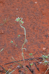 Cryptantha pterocarya pterocarya
