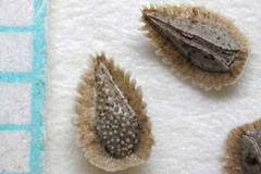 Cryptantha pterocarya pterocarya