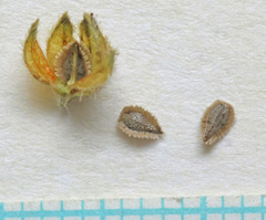 Cryptantha pterocarya pterocarya