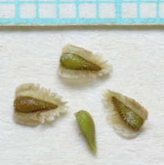 Cryptantha pterocarya pterocarya