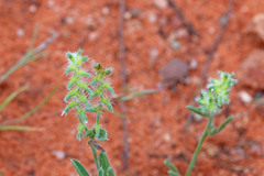 Cryptantha recurvata
