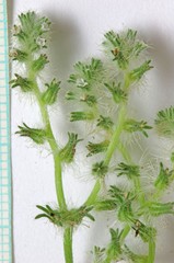 Cryptantha recurvata