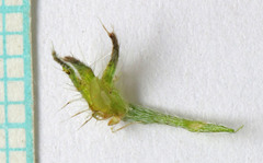 Cryptantha recurvata