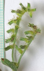 Cryptantha recurvata