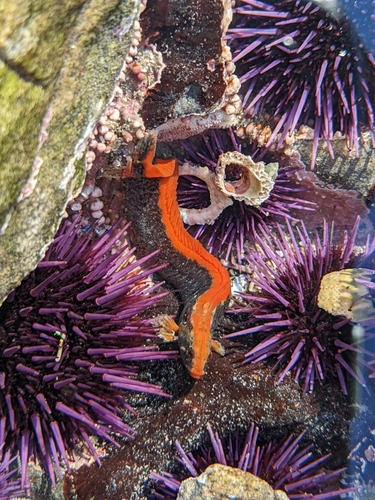 Cockscomb prickleback (Anoplarchus purpurescens) — Stichaeidae — 5