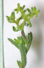Cryptantha recurvata