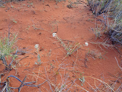 Dimorphocarpa wislizeni