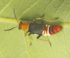 Carphurus fasciculatus