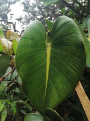 Philodendron crassispathum