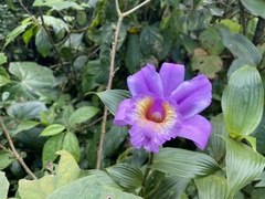 Sobralia warszewiczii
