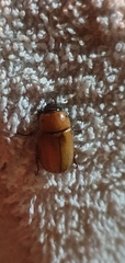 Cyclocephala putrida