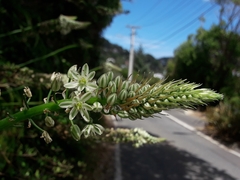 Albuca bracteata