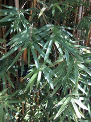 Bambusa multiplex