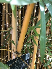 Bambusa multiplex