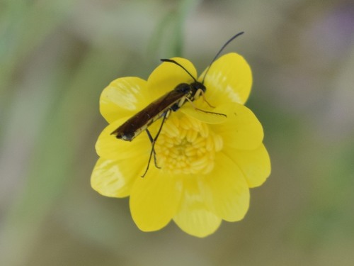 Cephidae