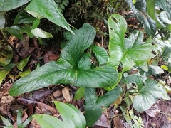 Anthurium kirkdukeorum