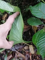 Anthurium kirkdukeorum