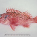 Bigeye Ocean Perch - Photo (c) Ken Graham, some rights reserved (CC BY-NC), uploaded by Ken Graham