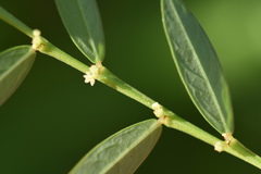 Phyllanthus virgatus