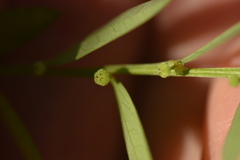 Phyllanthus virgatus