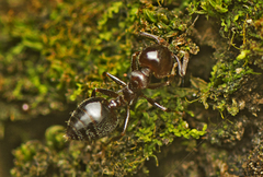 Crematogaster cornigera