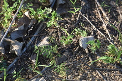 Phyllanthus virgatus