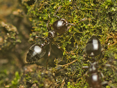 Crematogaster cornigera