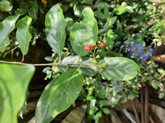Ehretia laevis