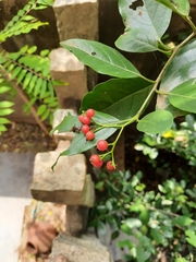 Ehretia laevis