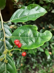Ehretia laevis