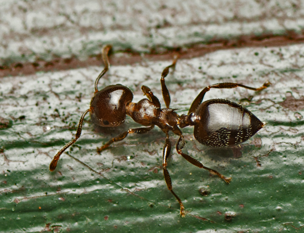 Crematogaster cornigera