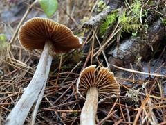 Cortinarius obtusus