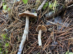 Cortinarius obtusus