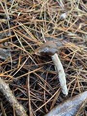 Cortinarius obtusus